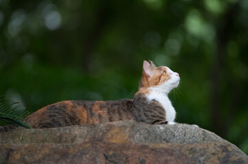 The cat resting on a rock.