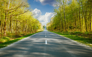 Fototapeta premium An empty asphalt road stretches through the forest into the distance.