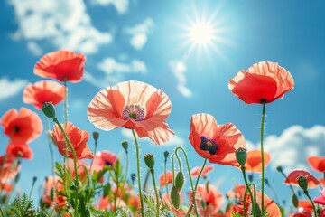 Fototapeta premium Field of red flowers under blue sky