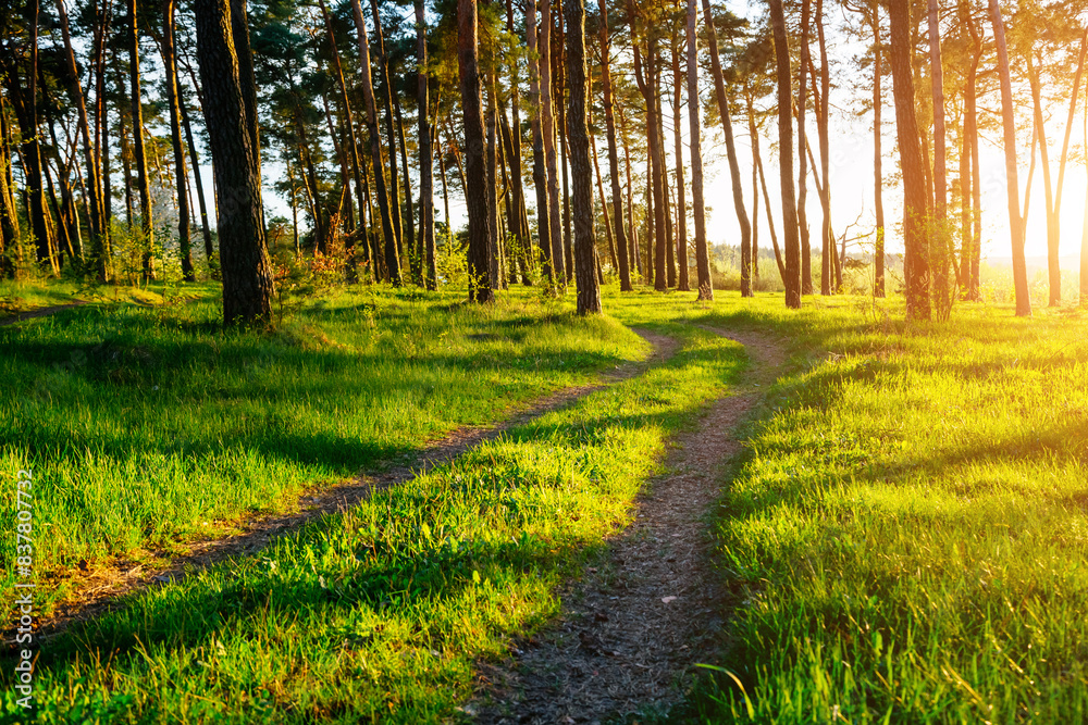 Poster A magical forest in the evening sunlight and a path leading through the pines.