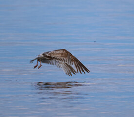 seagull in flight