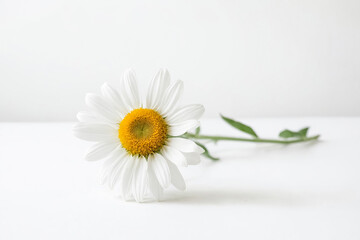Single White Daisy on White Background