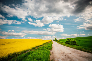 Spectacular yellow rapeseed field and cultivated land on a sunny day.