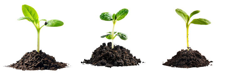 Set of Fresh young sprout emerging from the soil isolated on white or transparent background 