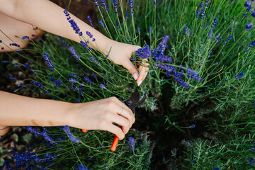 Top view of woman's hands cutting lavender at her home garden during the day