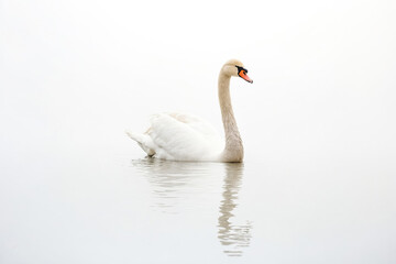 Single swan in a lake with a white background