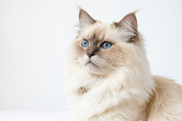 Fototapeta premium Portrait of a fluffy white cat with blue eyes