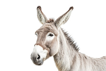 Obraz premium Close-up portrait of a donkey with soft fur and big ears