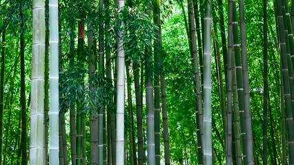 Tall, green bamboo trees swaying gently in the breeze, serene and lush.