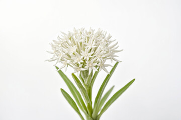 Fototapeta premium White Flower with Green Leaves on White Background