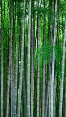 Tall, green bamboo trees swaying gently in the breeze, serene and lush.