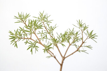 Green Branch With White Background