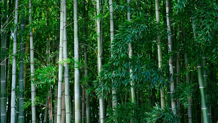 Obraz premium Tall, green bamboo trees swaying gently in the breeze, serene and lush.