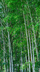 Tall, green bamboo trees swaying gently in the breeze, serene and lush.