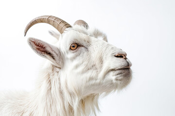 Obraz premium White goat with horns looking to the side