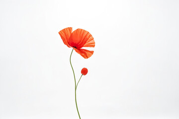 Poppy Flower on a White Background