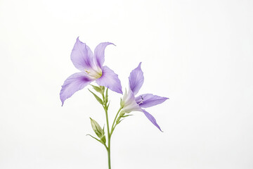 Purple Flowers on White Background