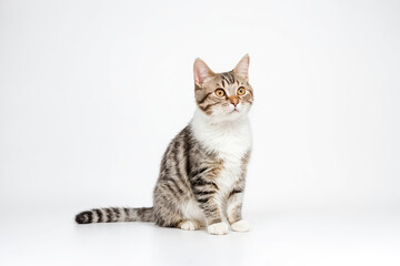 Obraz premium Adorable Tabby Cat Sitting on White Background