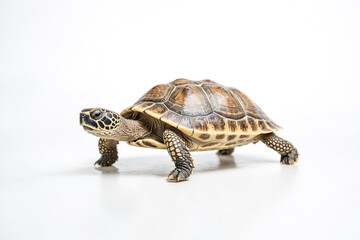 Obraz premium Tortoise isolated on white background