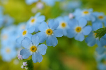 Blooming forget-me-not. A beautiful herbaceous plant.