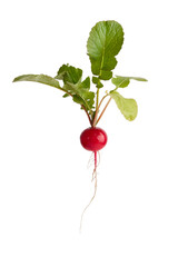 Radish with leaves and roots isolated on white background. Fresh spring or summer harvest from greenhouse.