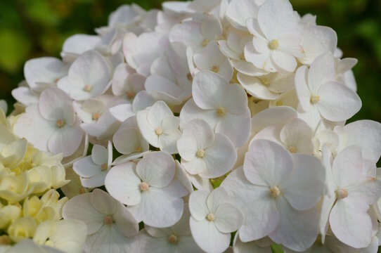 The blooming hydrangea is large-leaved. Parks and nature.