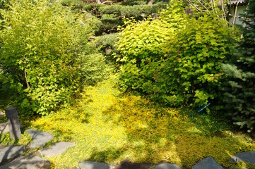 A landscaped natural garden in the park. Flowers and trees.