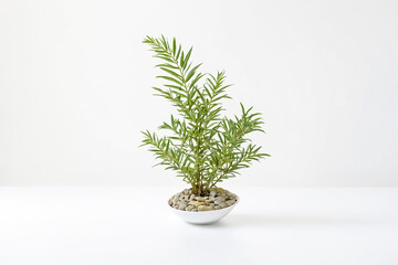 Green Plant in White Pot on White Background