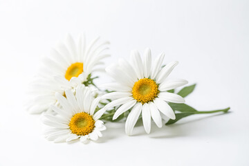 Closeup of a single daisy flower with a blurred background