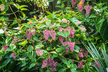 Medinilla magnifica rose grapes plant