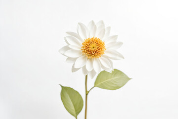 Obraz premium Single White Flower with Yellow Center on White Background