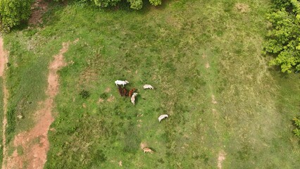 Agricultural Fileds aerial view Thailand countryside 