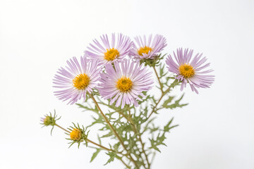 Fototapeta premium Purple wildflowers with yellow centers on a white background