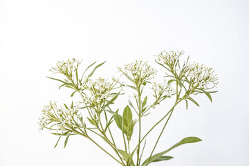 Naklejka premium White Flowers with Green Stems on White Background