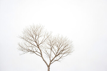 Bare branches of a tree against a white sky