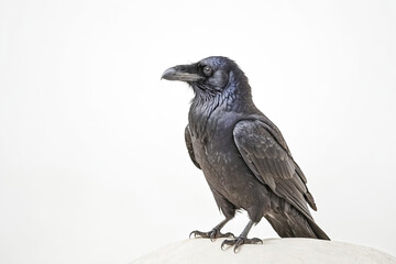 Fototapeta premium Raven on a White Background