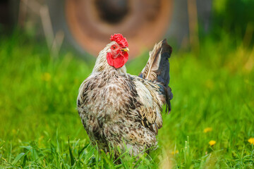 cute rooster crowing on the farm..