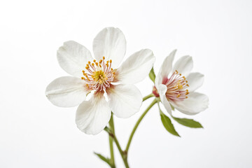 Fototapeta premium Almond Blossom Close-Up