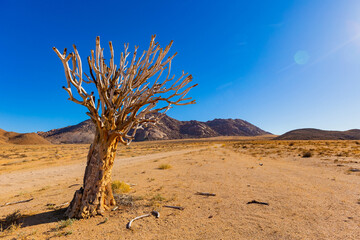 Ancient Quiver Tree succulents in the Richtersveld National Park