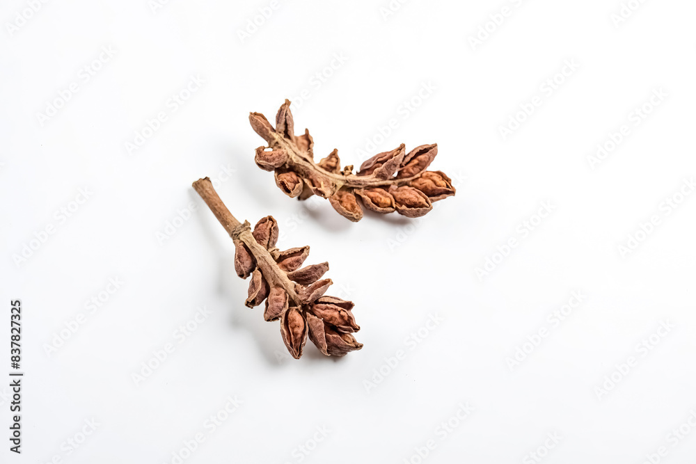 Sticker Dried Brown Plant Pods on White Background