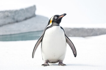 Fototapeta premium Emperor penguin standing on snow