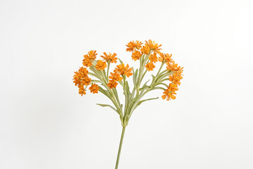 Obraz premium Orange Flowers On A White Background