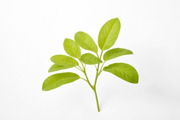 Fototapeta premium Green Plant Branch with Leaves Isolated on White Background
