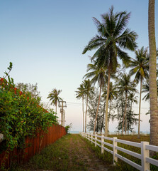 path to the beach with palm tree 