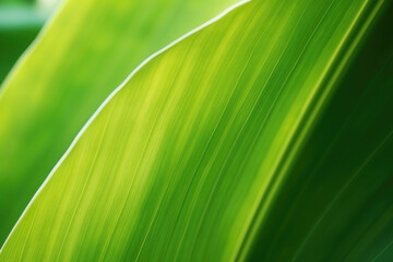 Banana leaves abstract background. Natural, green, tropical forest leaves background	