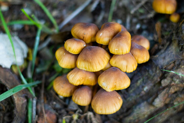 Pholiota possibly Pholiota alnicola