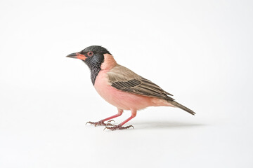 Fototapeta premium Pink-billed bulbul bird isolated on a white background