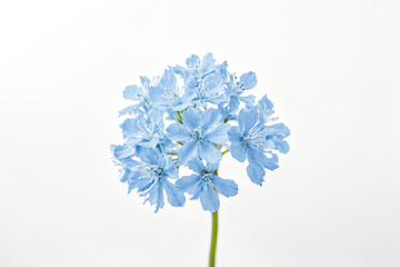 Single Blue Flower on White Background