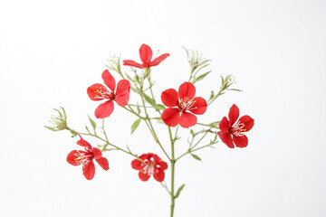 Red Flowers on White Background
