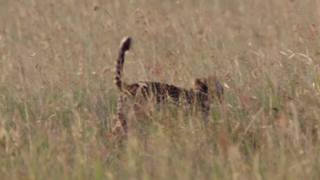 사바나 풀숲을 거니는 새끼 치타